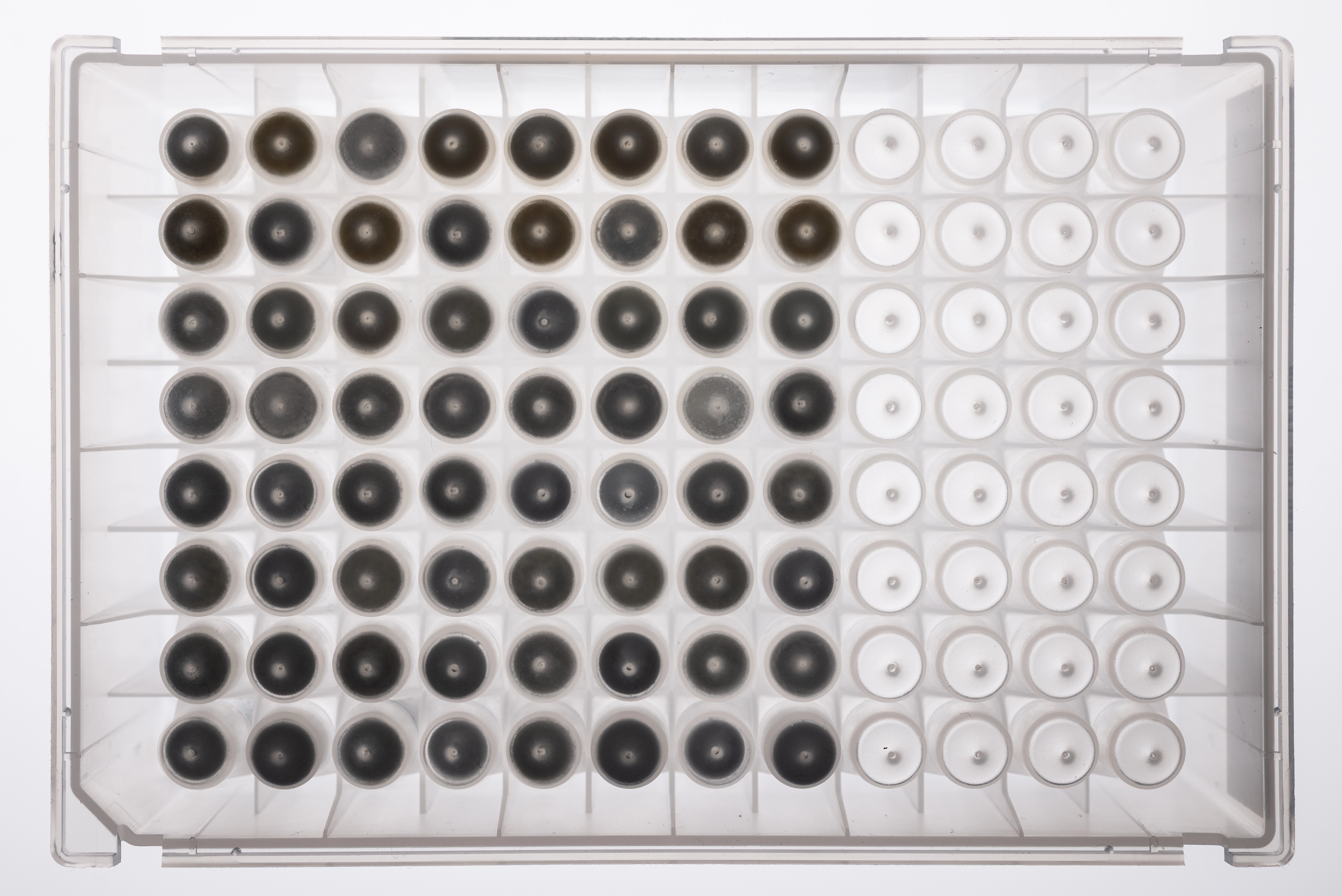 NativeMP™ Screening + Strep-Tactin®XT Purification Plate Set