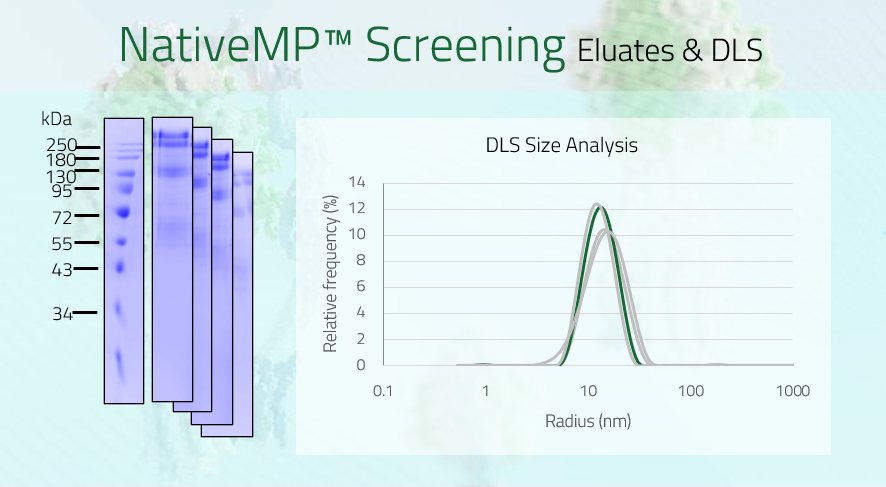CB2 - Cannabinoid receptor 2