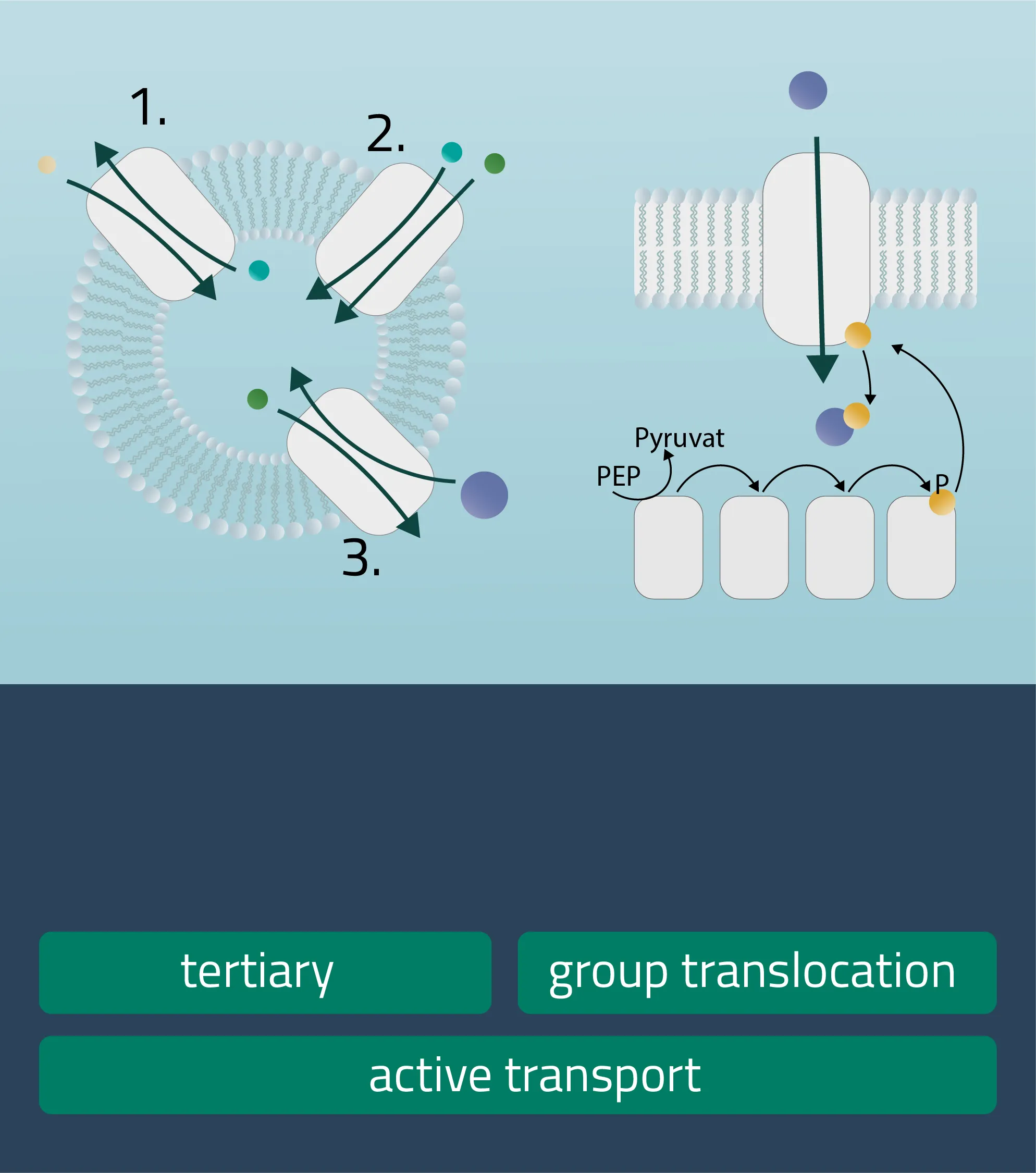 Types of membrane transport processes: Active-02