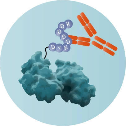 Flag-tag bound to a protein with a blue background