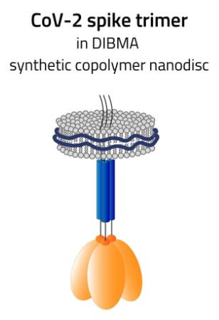 SPIKE (CoV-2) in synthetic nanodisc, scheme