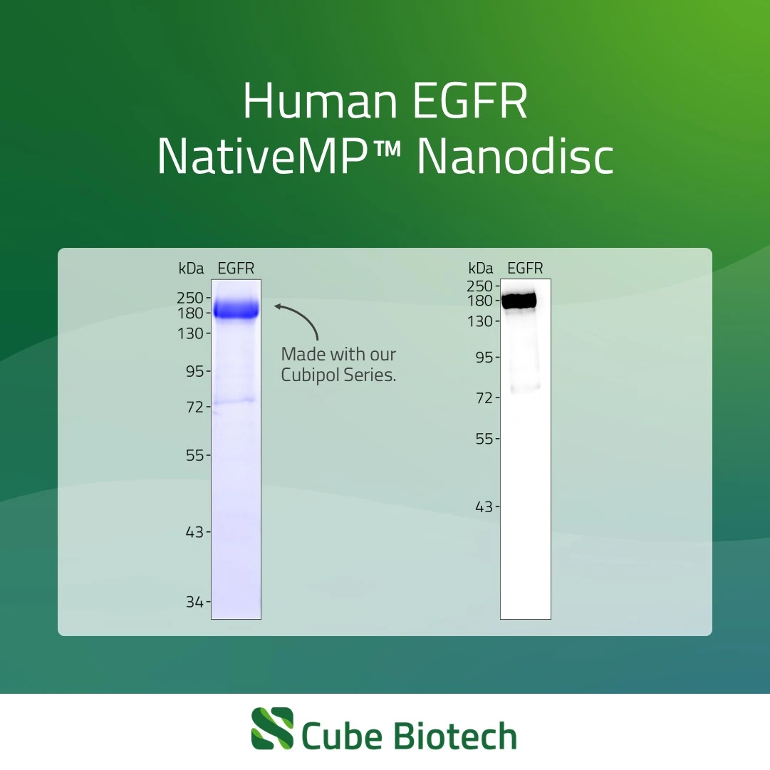EGFR - Epidermal growth factor receptor