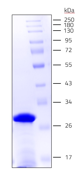 Channelodopsin (Np) SDS-PAGE