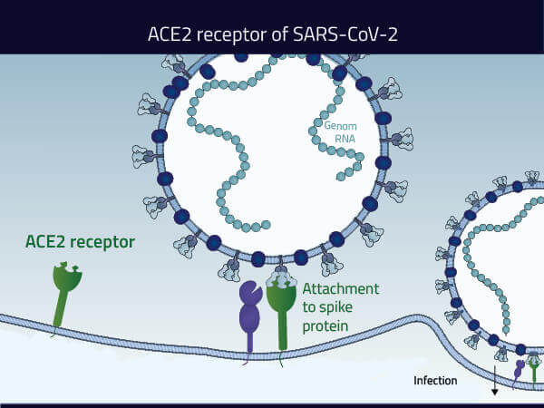 ACE2 involvement in COVID19 infection