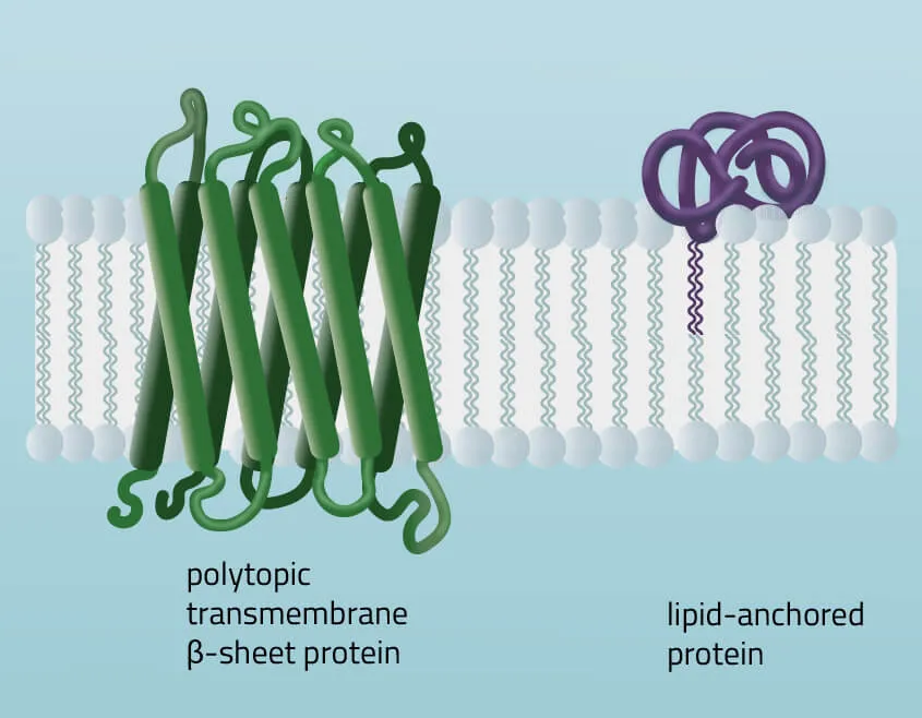 Compositions, structures and dispositions of membrane proteins-02