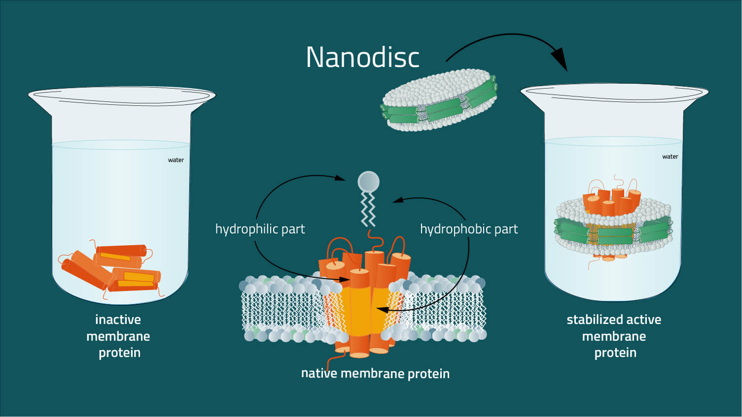 stabilisation of membrane proteins with nanodisc
