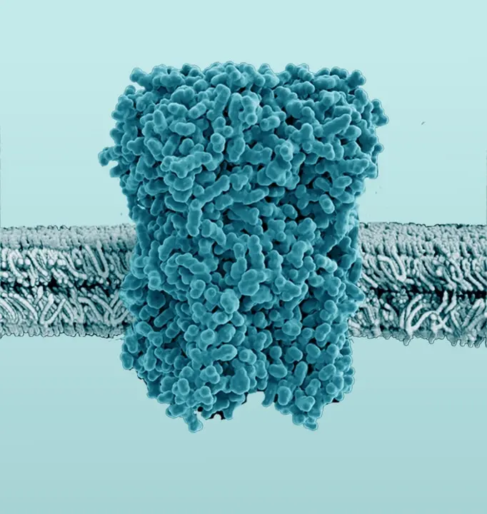 schematic depiction of a membrane protein
