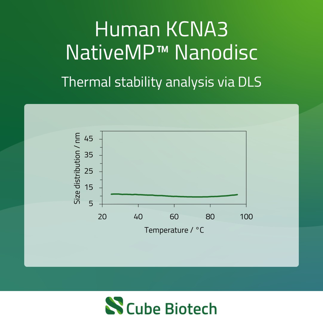 KCNA3 - Potassium channel Kv1.3