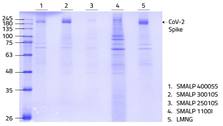 SMALP Screening results as a SDS-PAGE