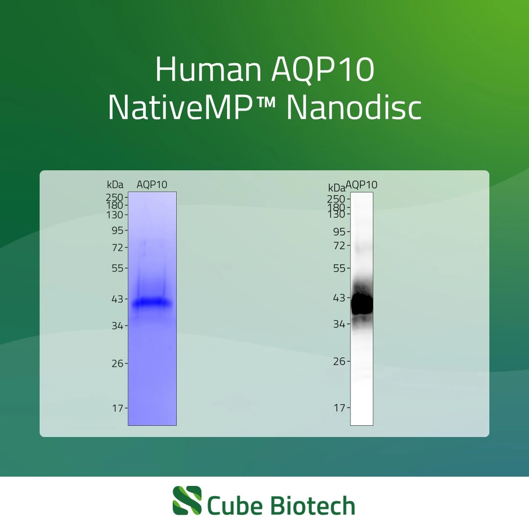 AQP10 - Aquaporin-10