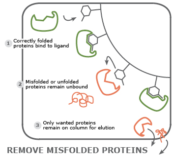 Misfolded proteins
