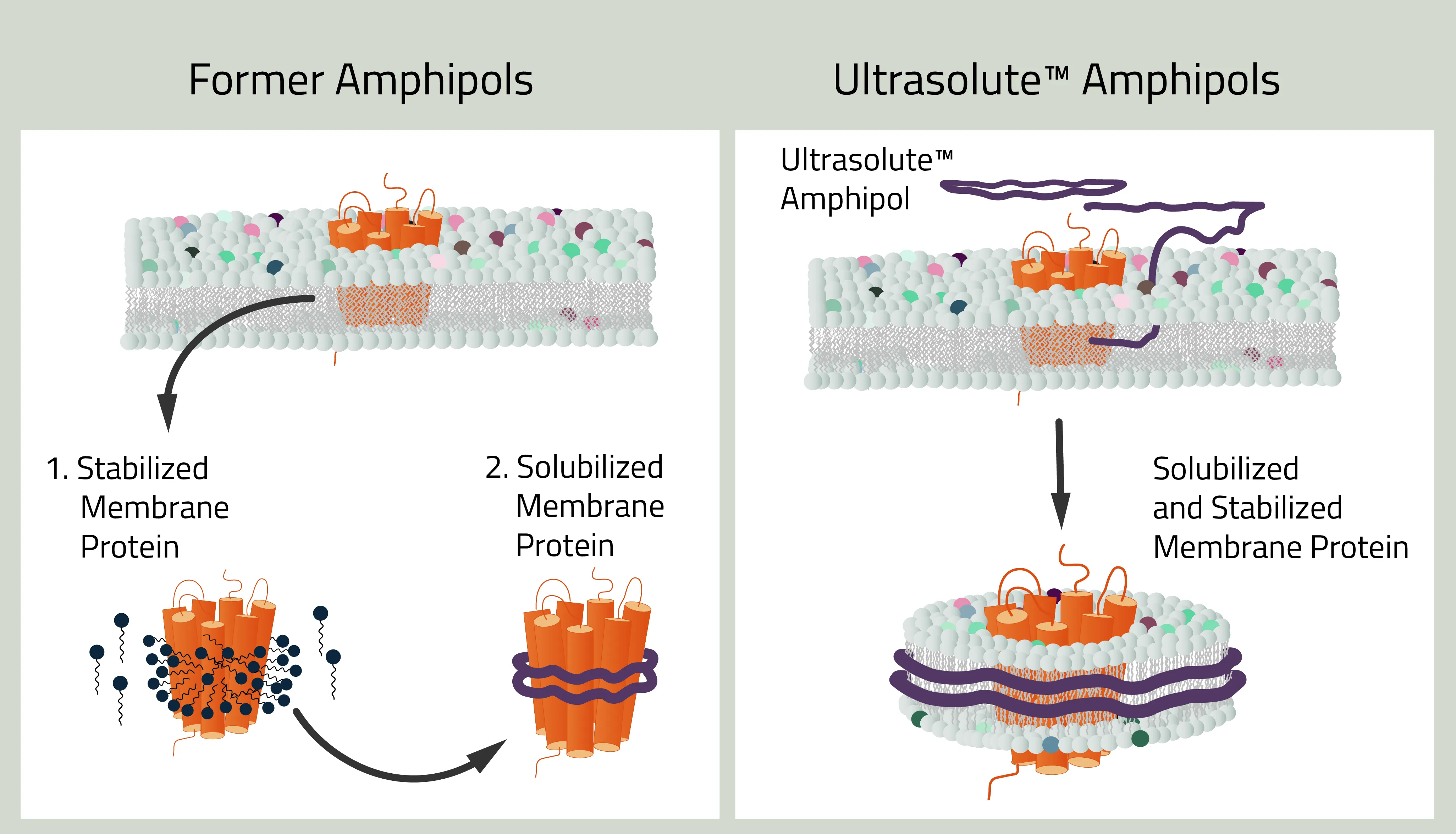Old amphipols compared to the new Ultrasolute™ Amphipols