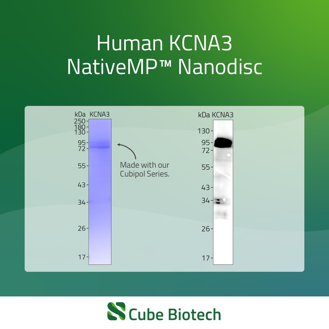 KCNA3 - Potassium channel Kv1.3