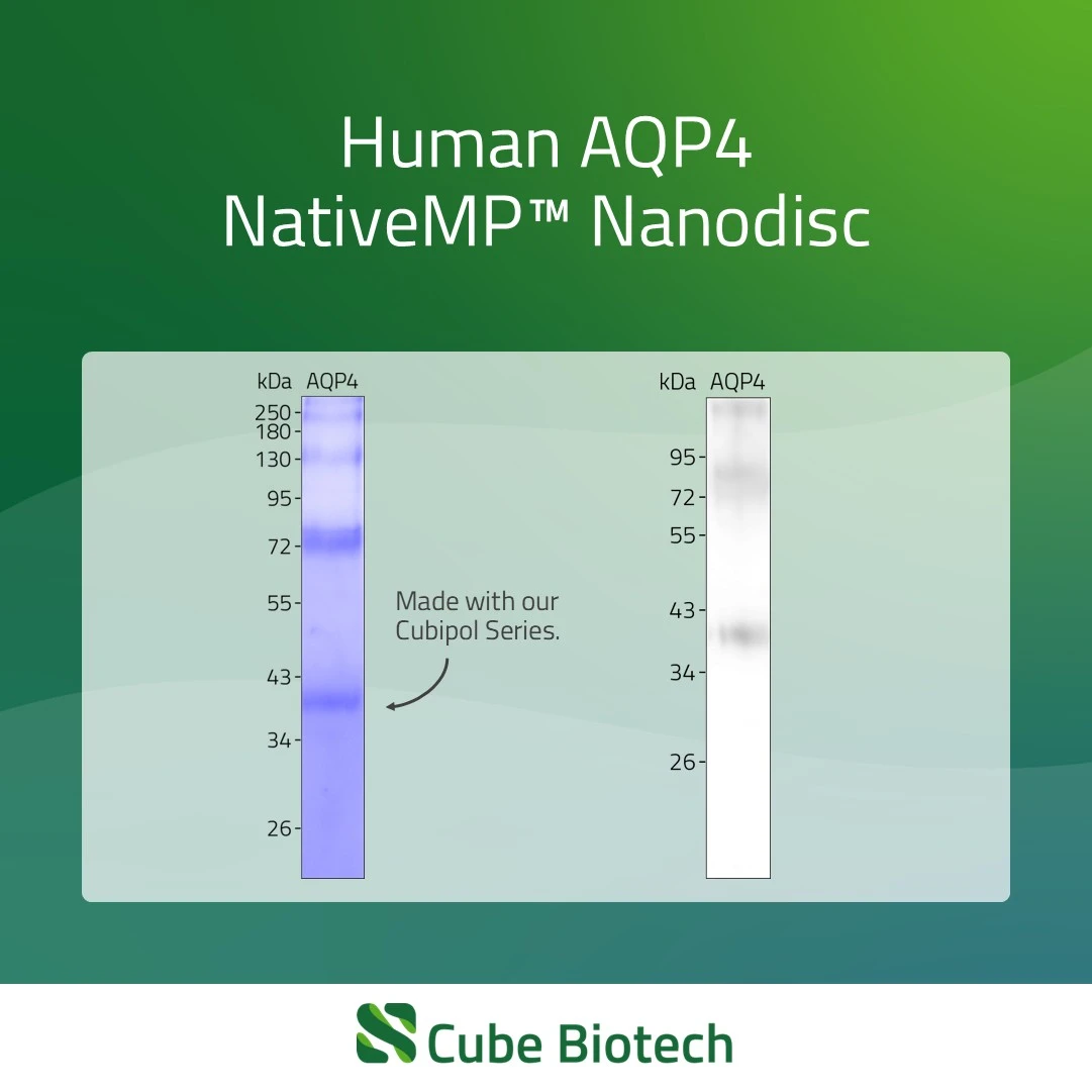 AQP4 - Aquaporin-4
