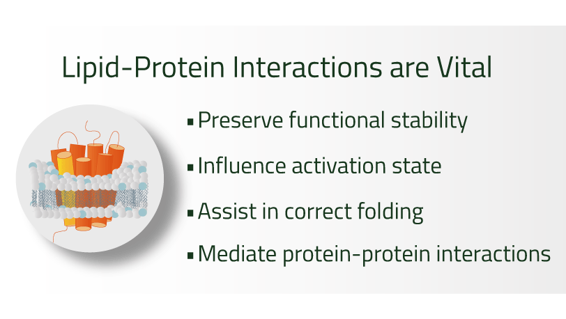 Lipids are essential to the structural and biological stability of membrane proteins