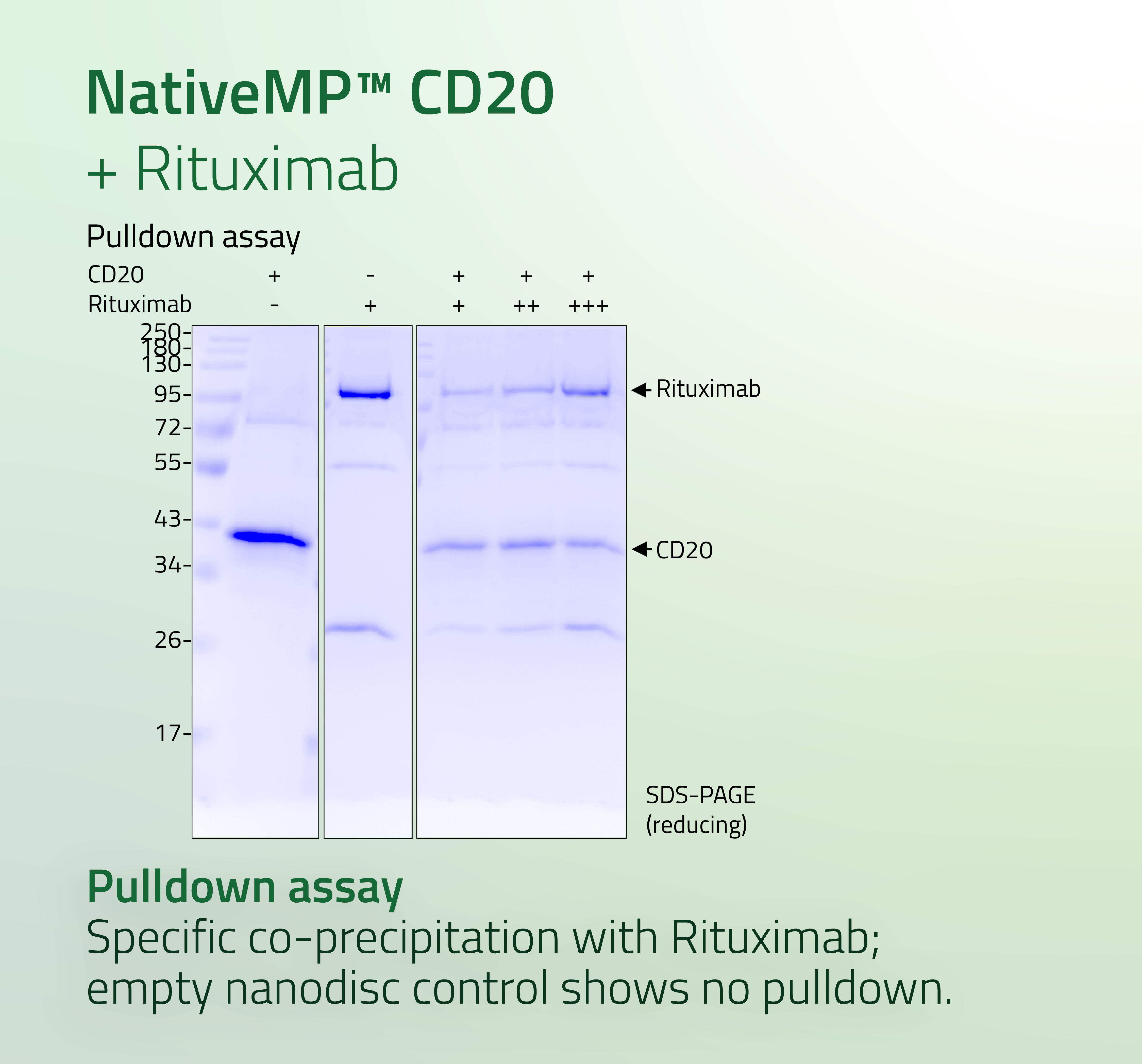 CD20 - B-lymphocyte surface antigen CD20